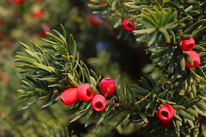 Are yew berries sales poisonous to dogs